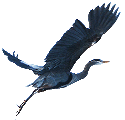 Heron_125